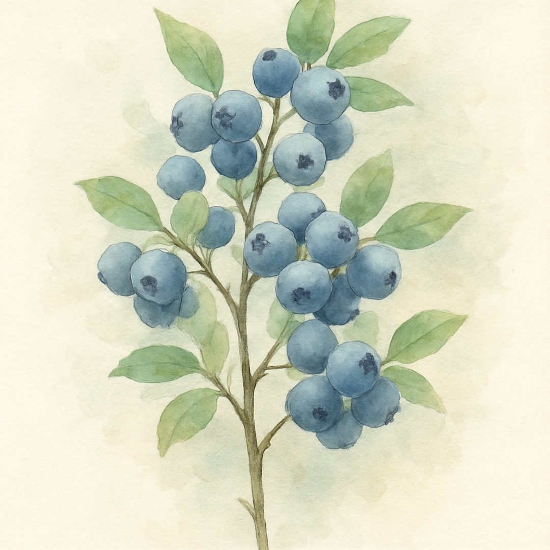 Vaccinium corymbosum 'Bluecrop'