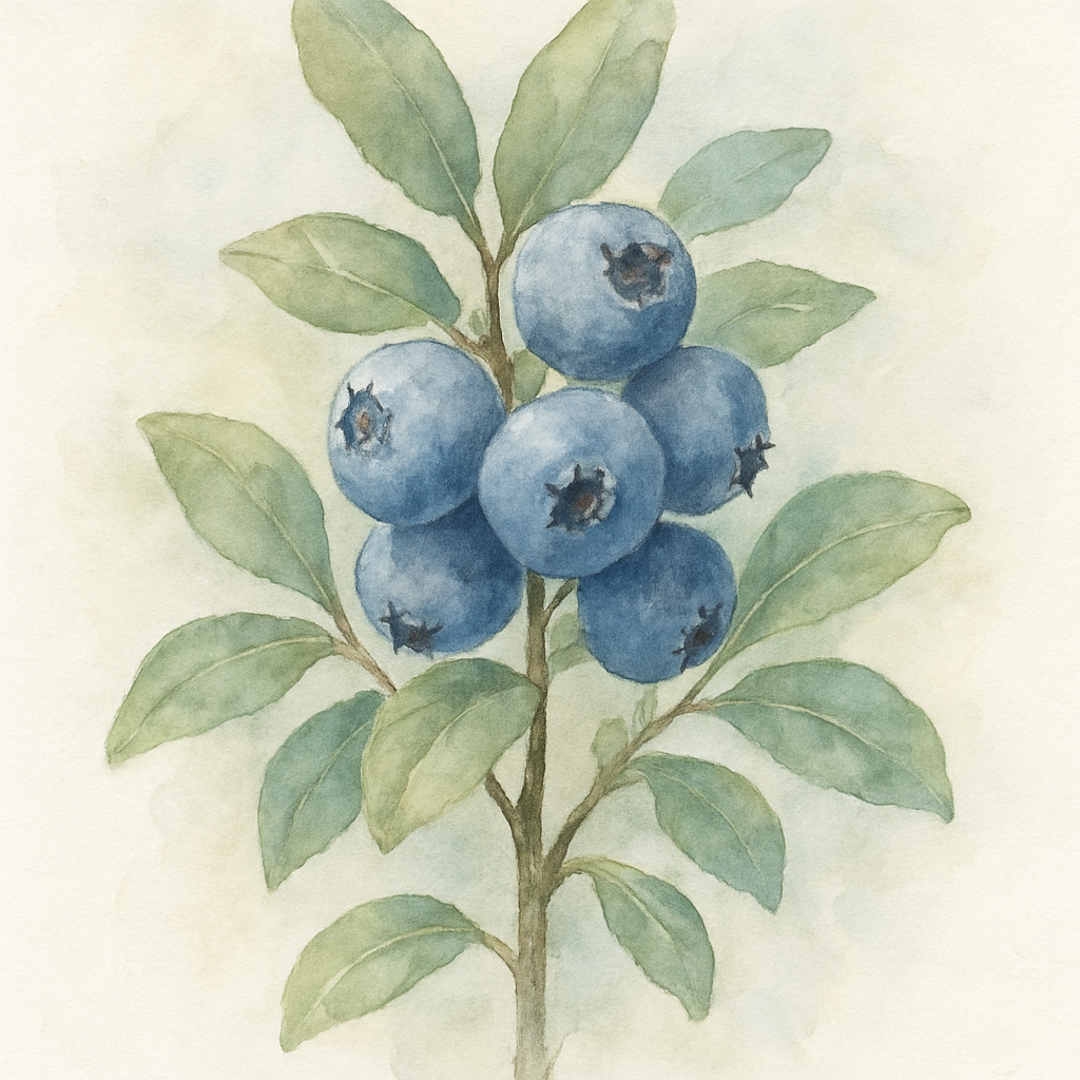 Blueberry Chandler