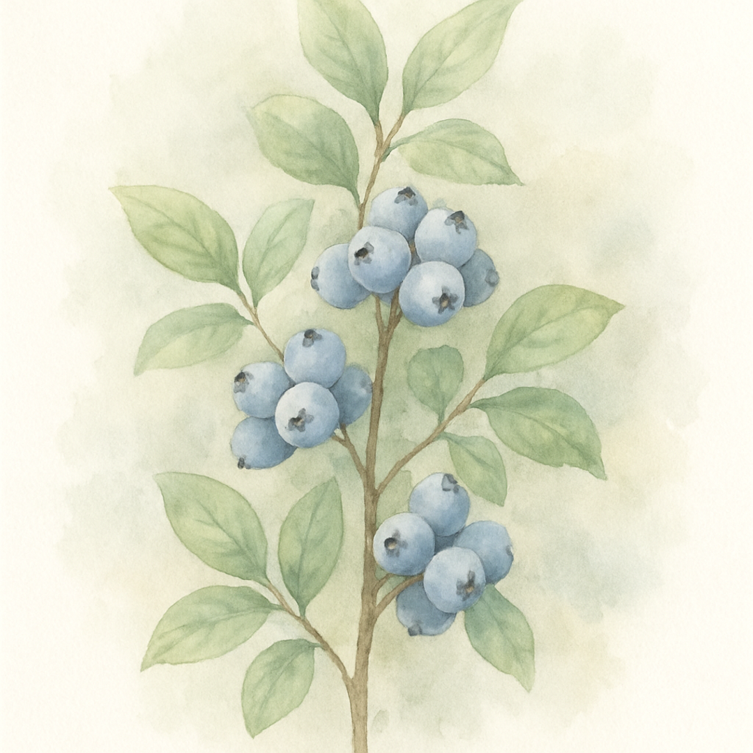 Vaccinium corymbosum 'Duke'