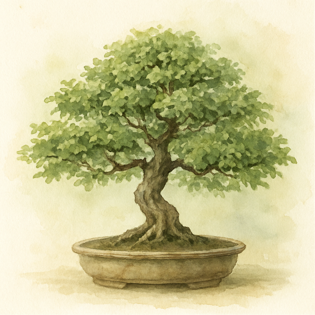 Bonsai Chinese Elm