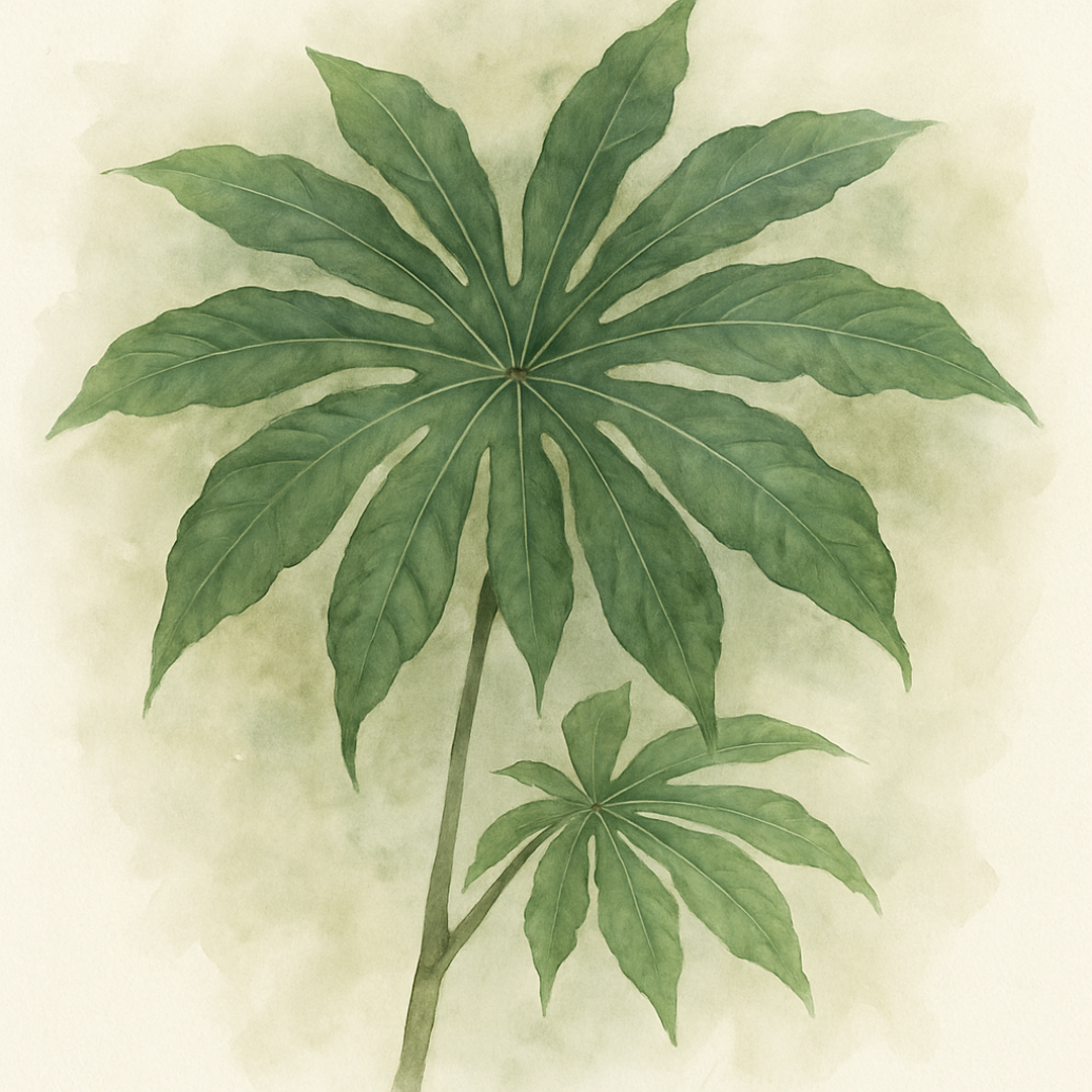 Brassaiopsis mitis