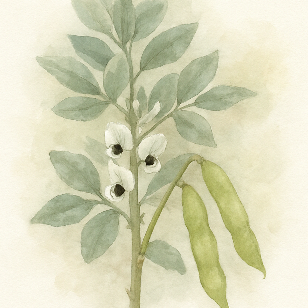 Vicia faba 'Aquadulce Claudia'