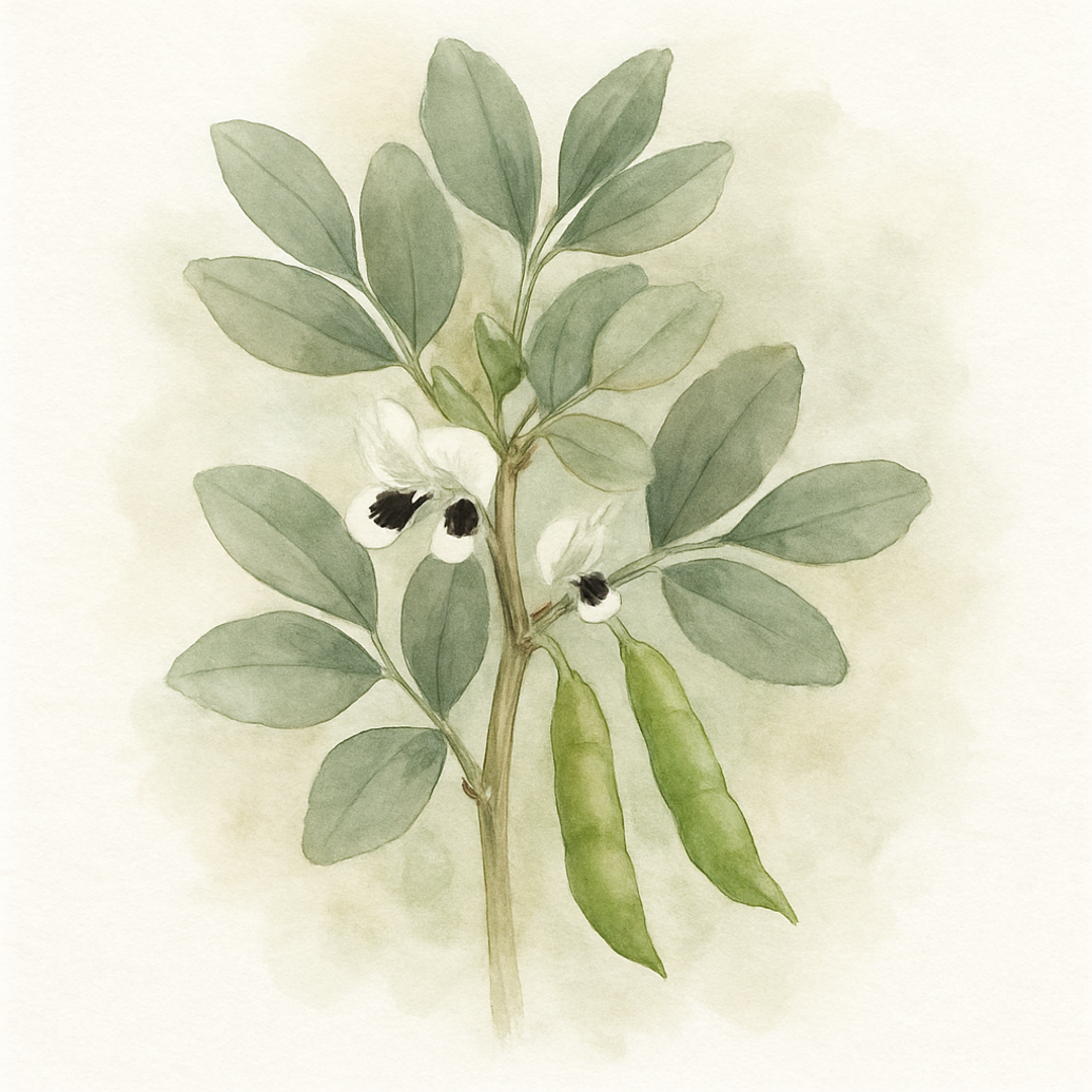 Broad Bean The Sutton
