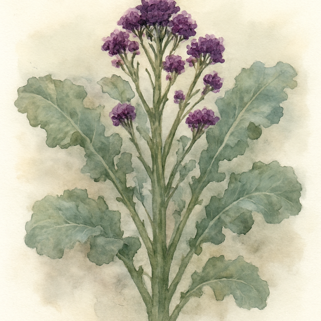 Broccoli Purple Sprouting