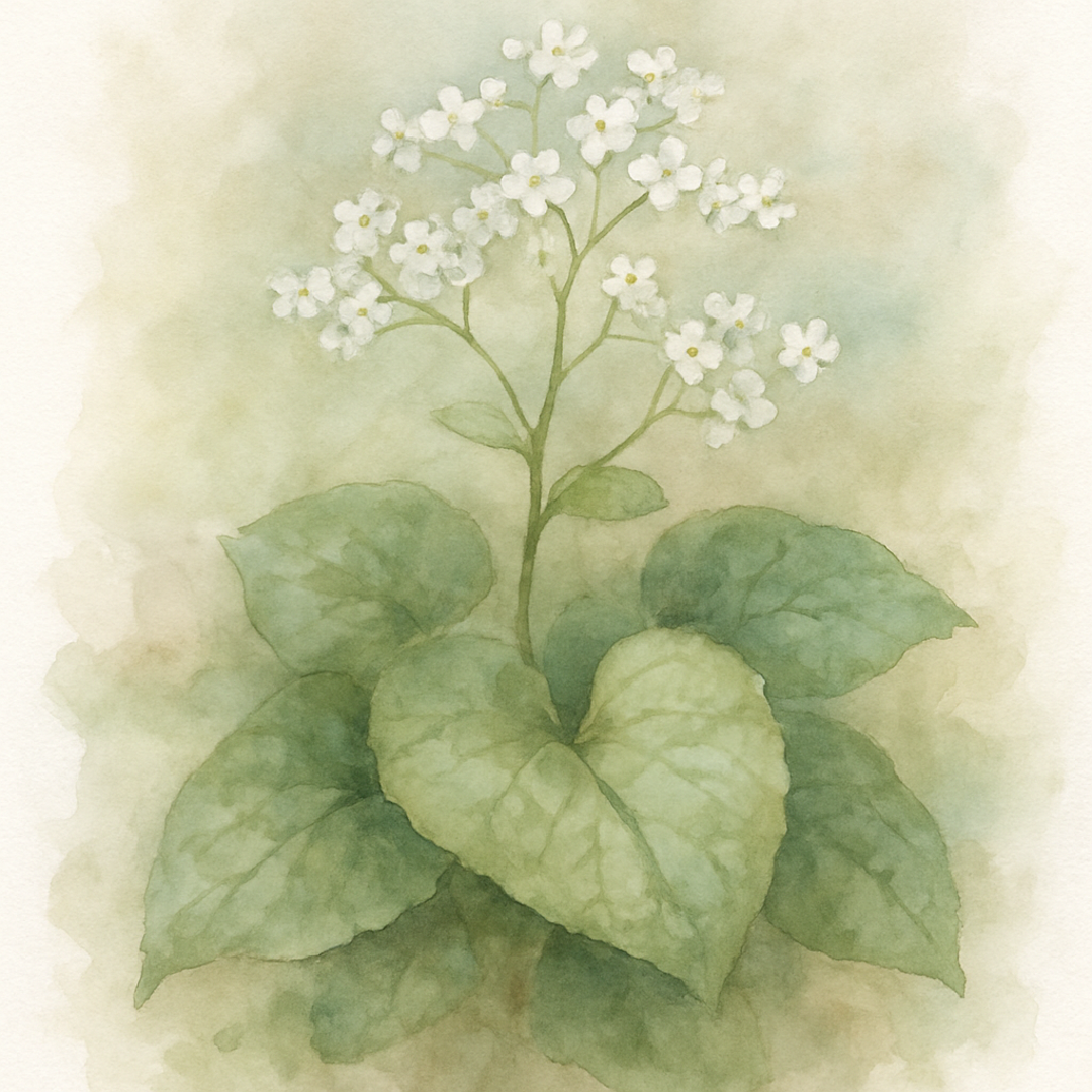 Brunnera macrophylla Betty Bowring