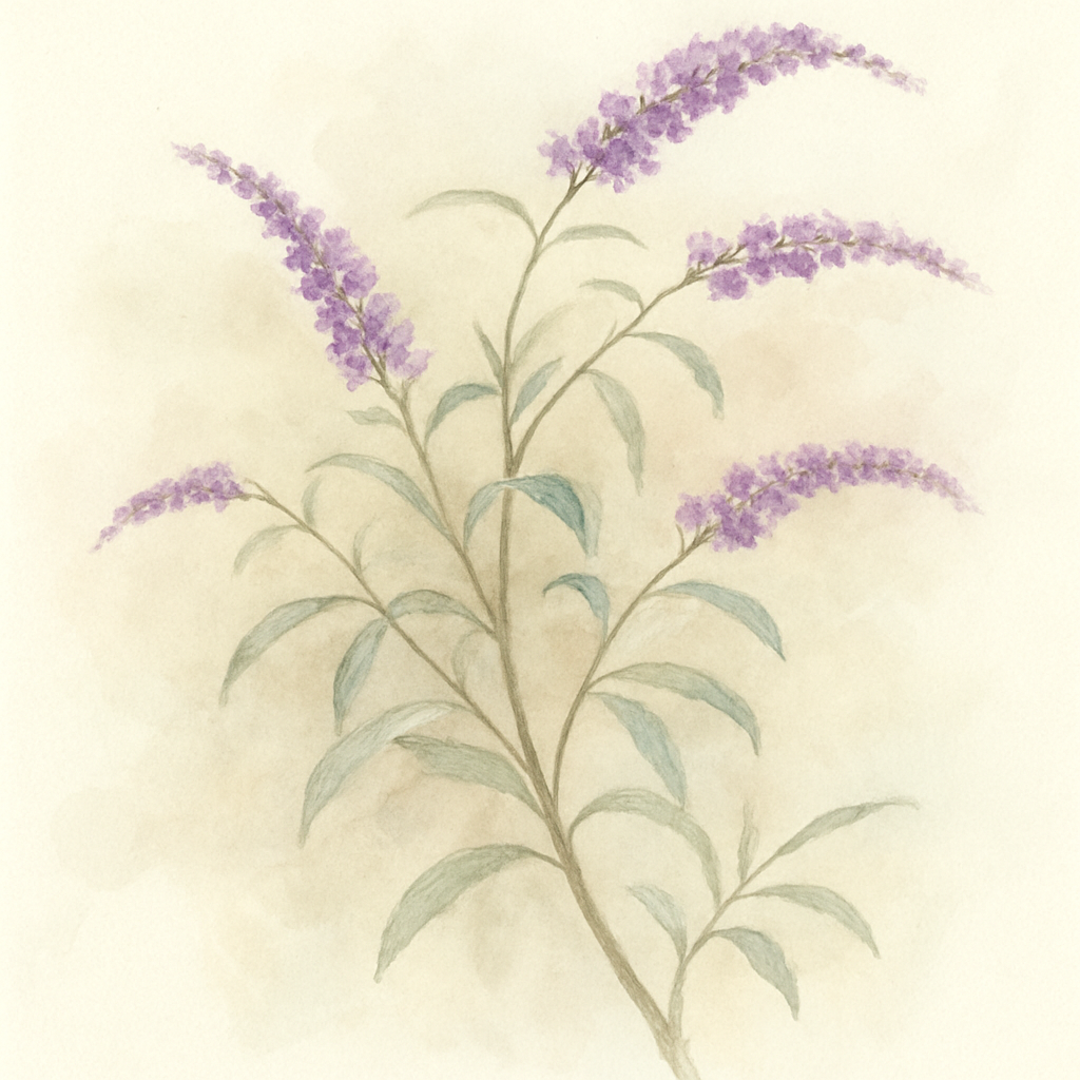 Buddleja Alternifolia Potted Shrubs