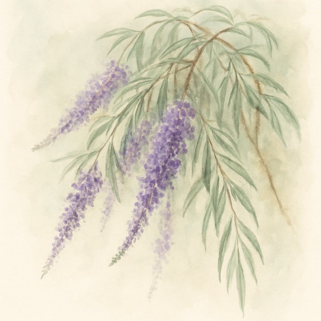 Buddleja alternifolia