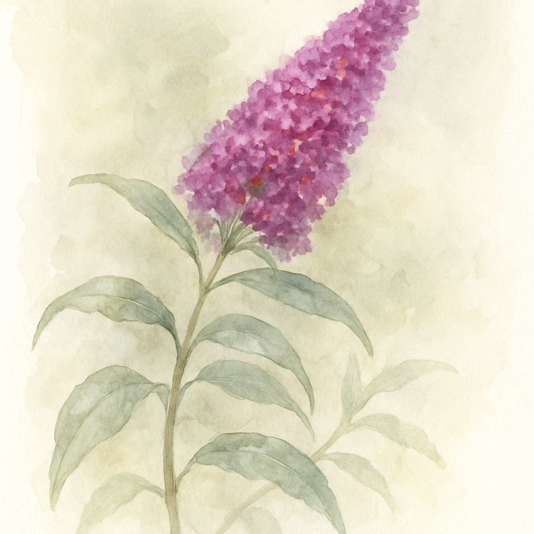 Buddleja (Buddleia) davidii Bressingham Bountiful