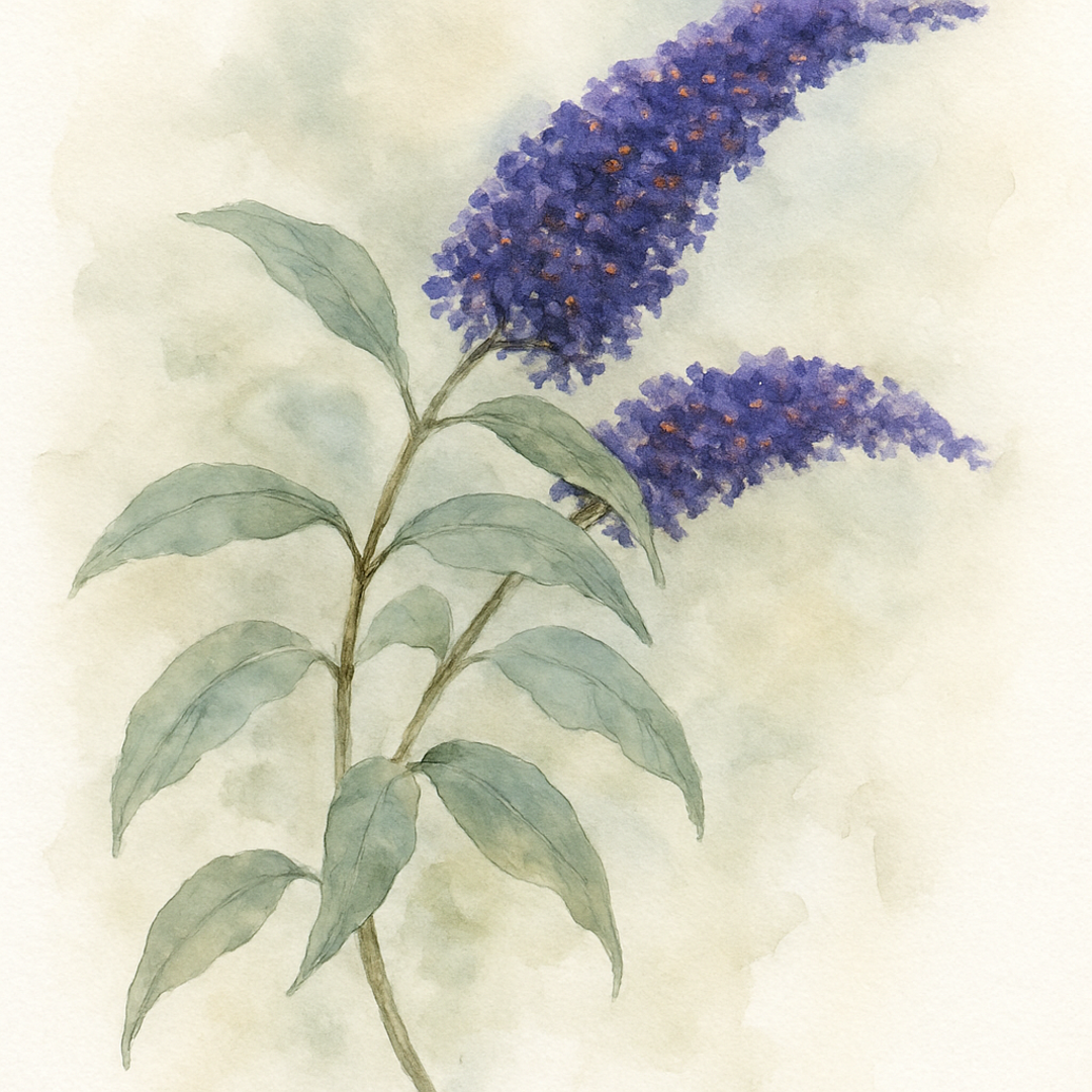 Buddleja (Buddleia) davidii Ellen's Blue