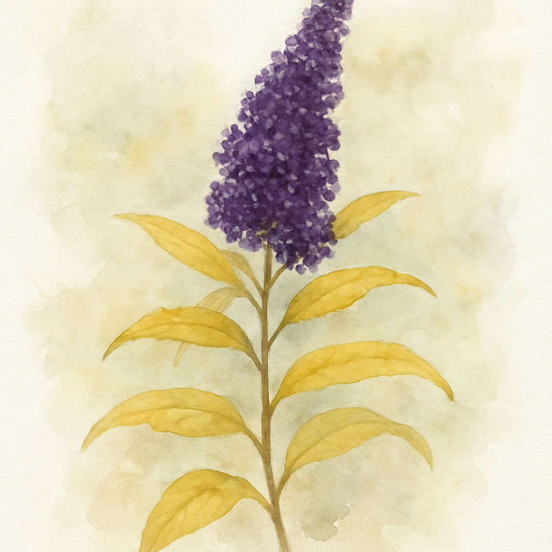 Buddleja (Buddleia) davidii Magda's Gold Knight