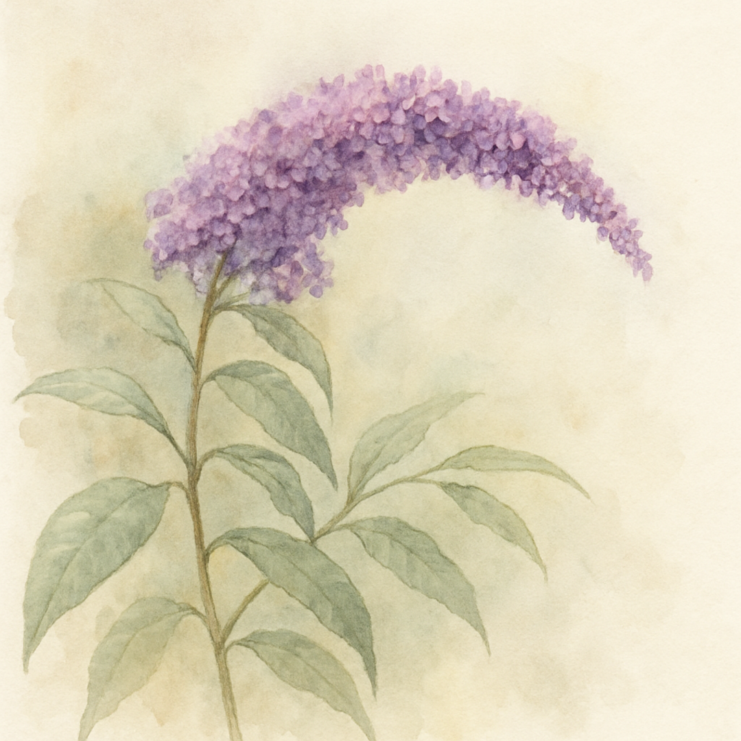 Buddleja (Buddleia) Longstock Autumn Delight