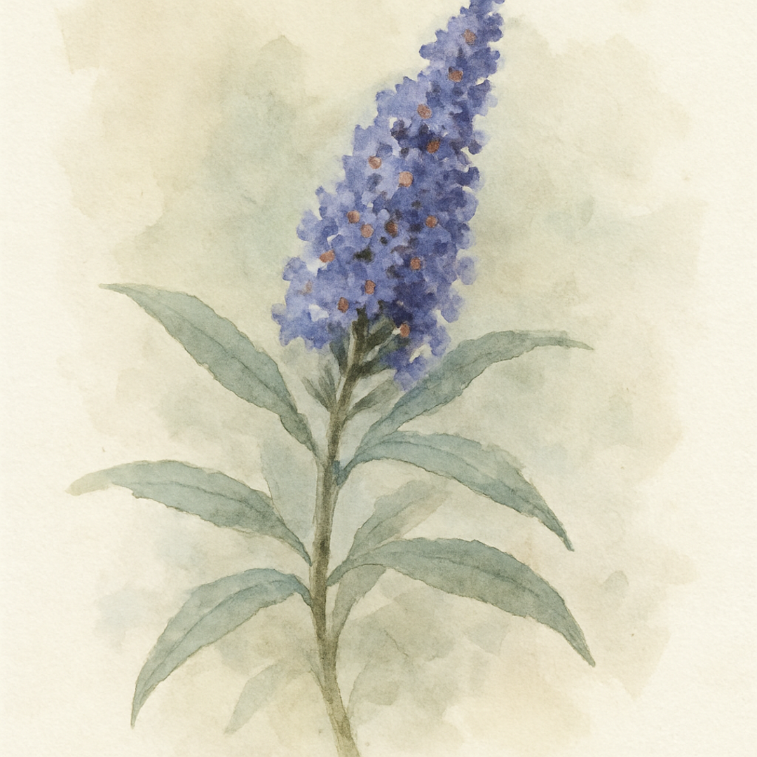 Buddleja (Buddleia) Pixie Blue
