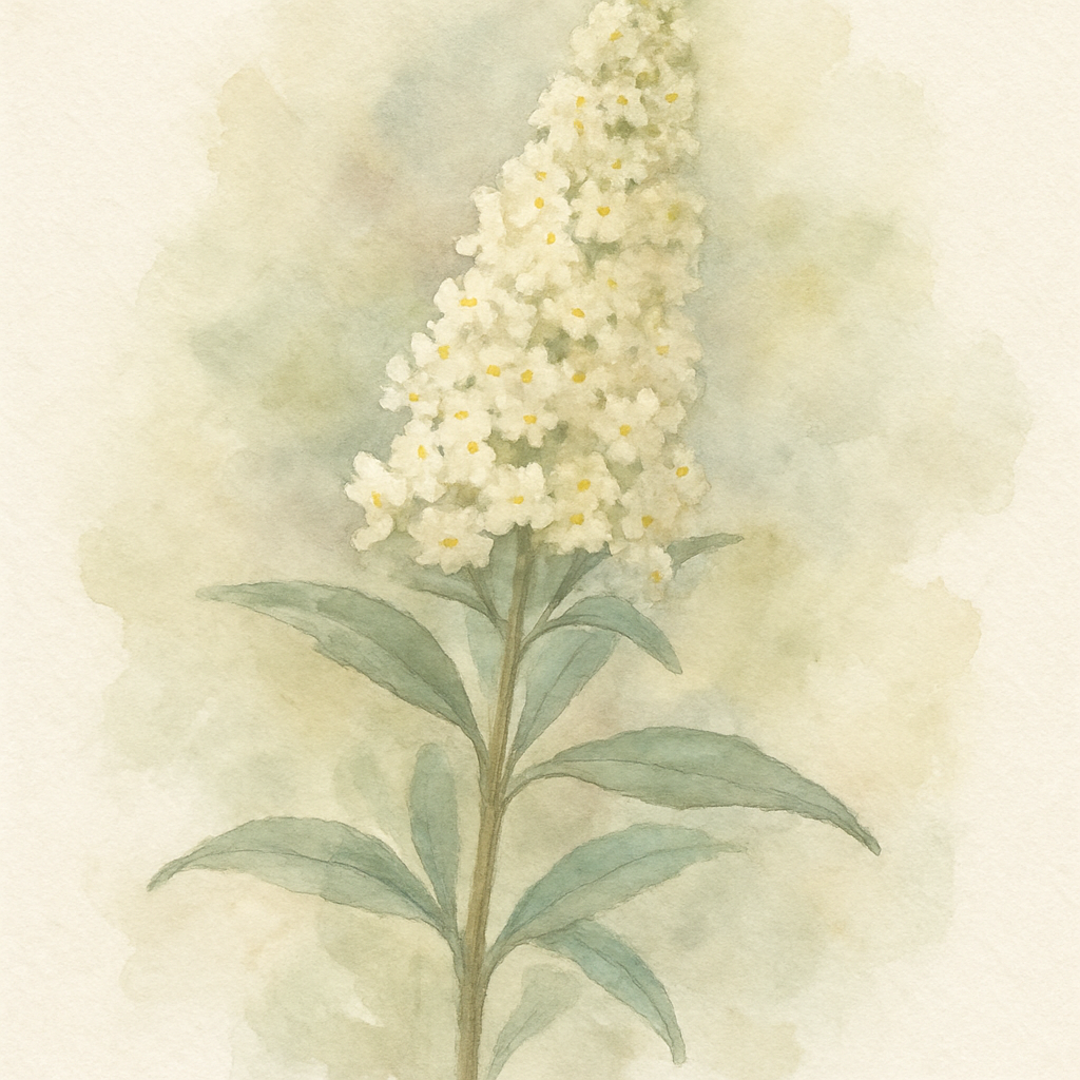 Dwarf Buddleja Buzz Ivory