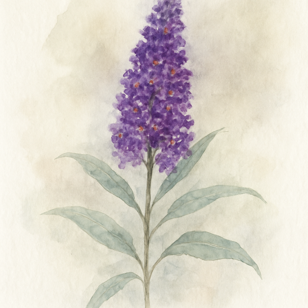 Buddleja d. Rocketstar Orchid