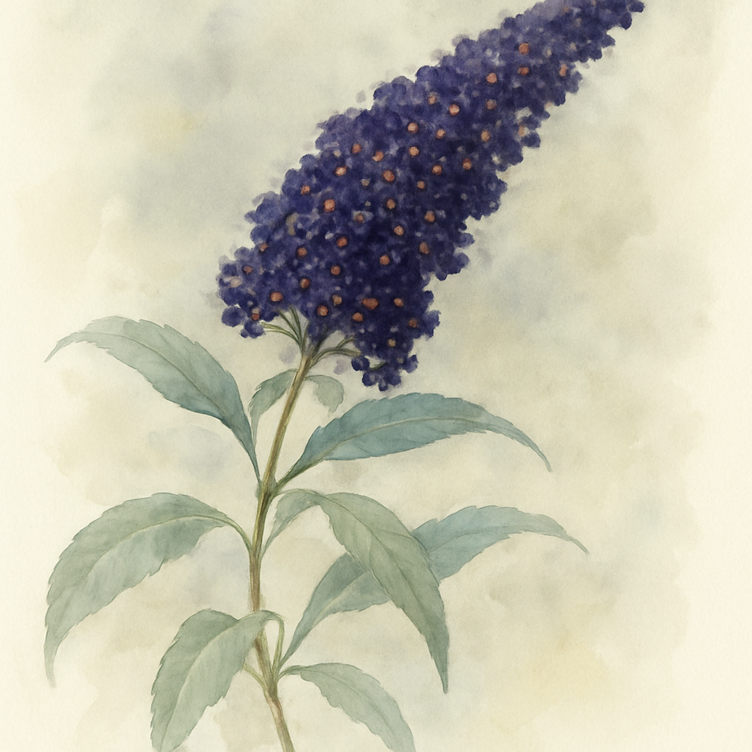 Buddleja davidii Black Knight