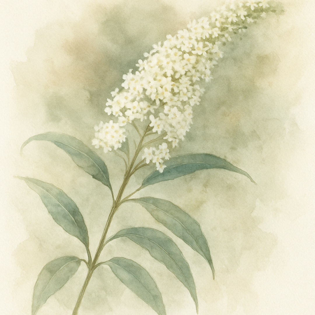 Buddleja davidii Candy Little White Butterfly Bush