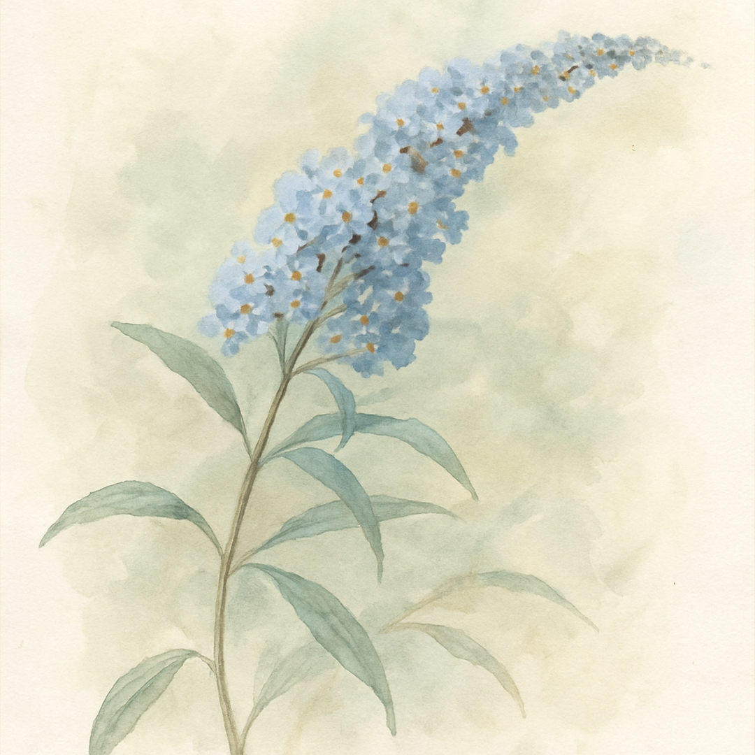 Buddleja davidii Nanho Blue