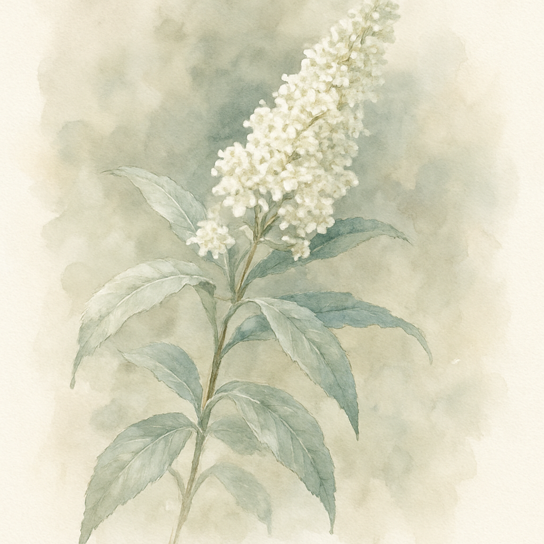 Buddleja davidii Silver Anniversary® Butterfly Bush
