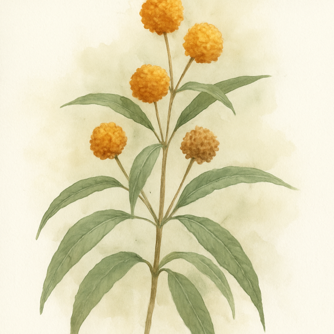 Buddleja globosa Orange Ball Tree