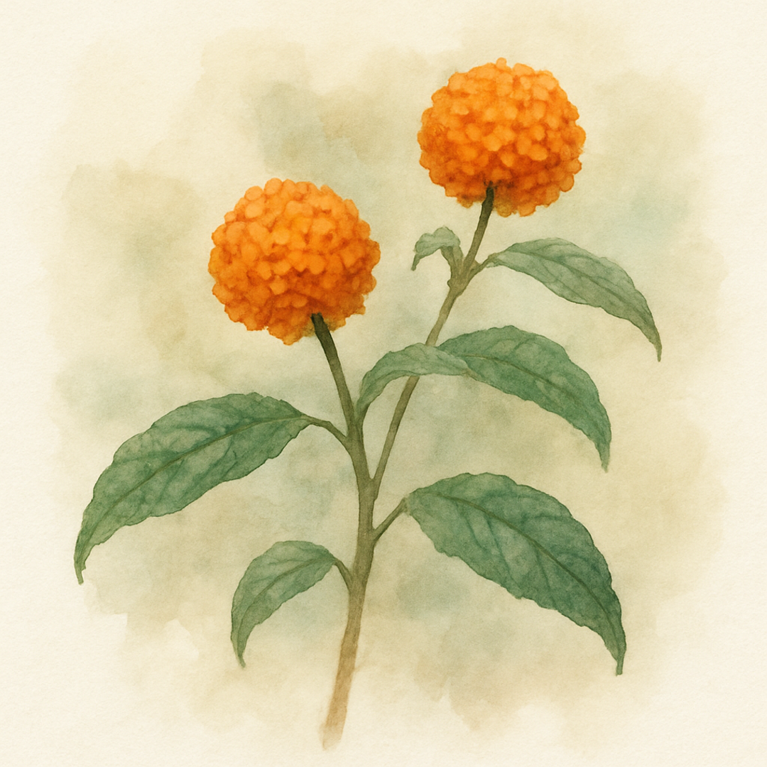 Buddleja globosa
