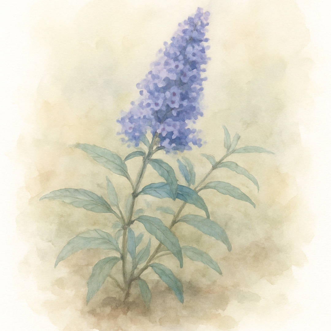Buddleja Lo & Behold Blue Chip
