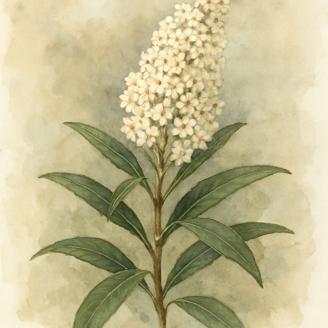 Buddleja loricata