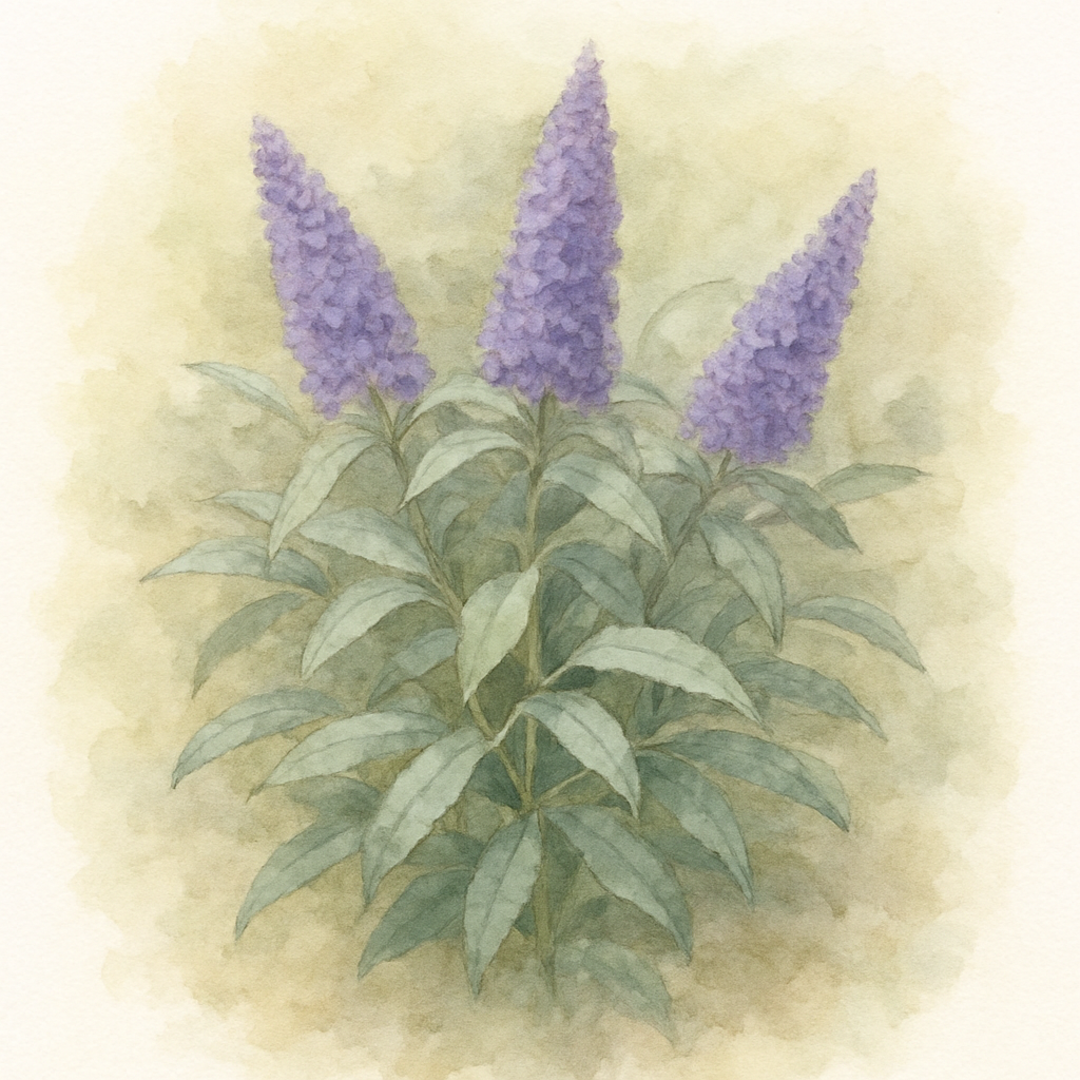 Buddleja Munchkin