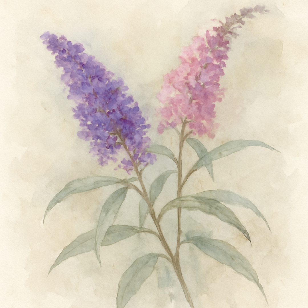 Pair of Buddleja