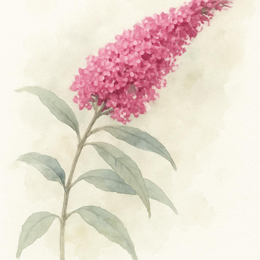 Pink Buddleja