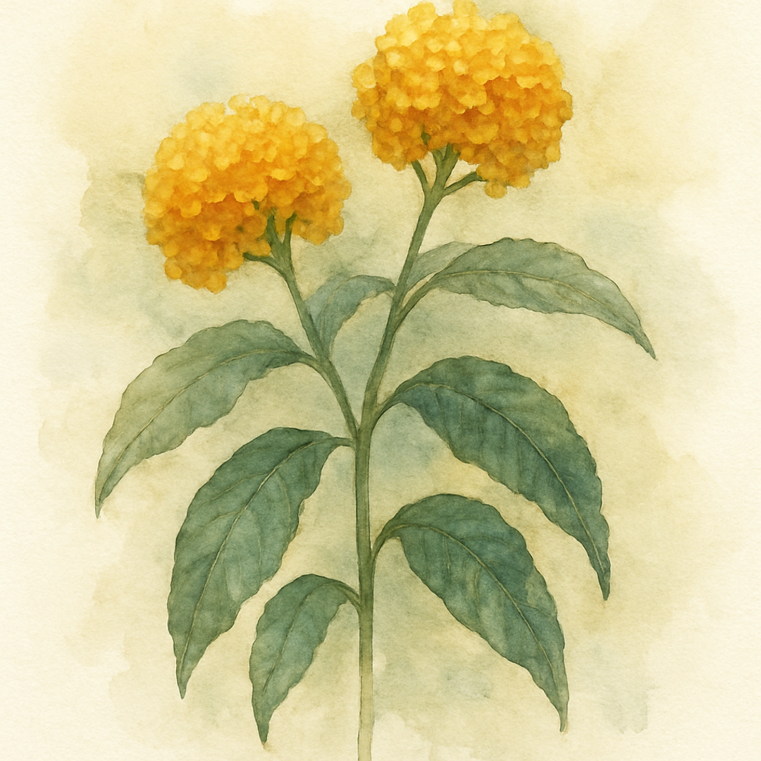 Buddleja 'Sungold'