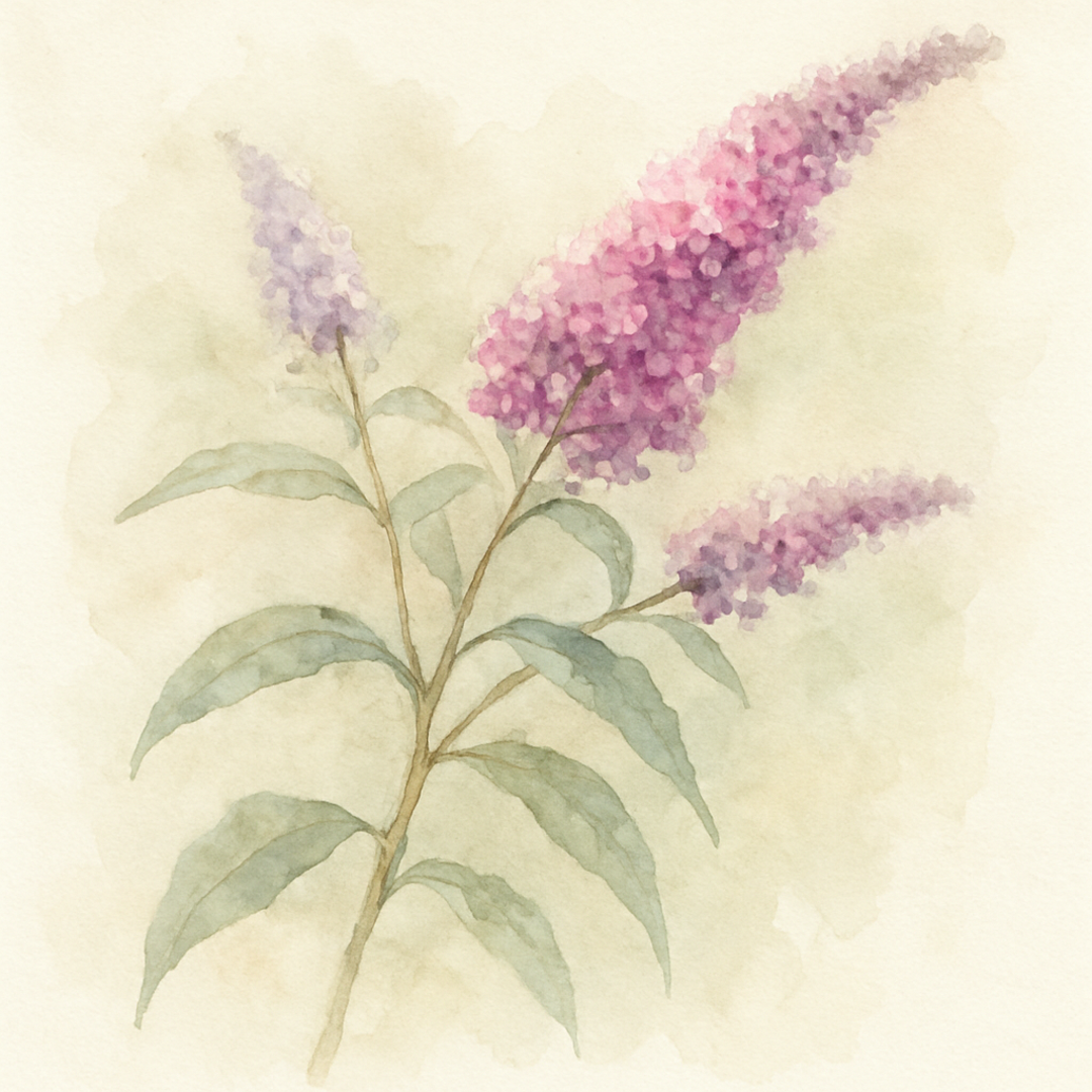 Buddleja