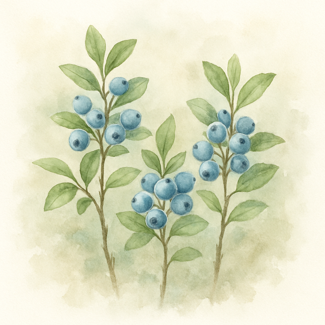 Bundle of Three Blueberry Plants