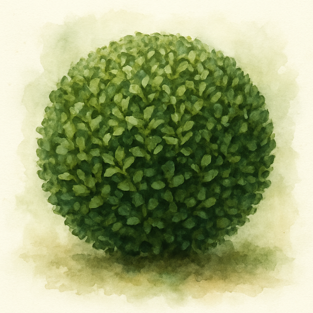 Buxus sempervirens (ball)