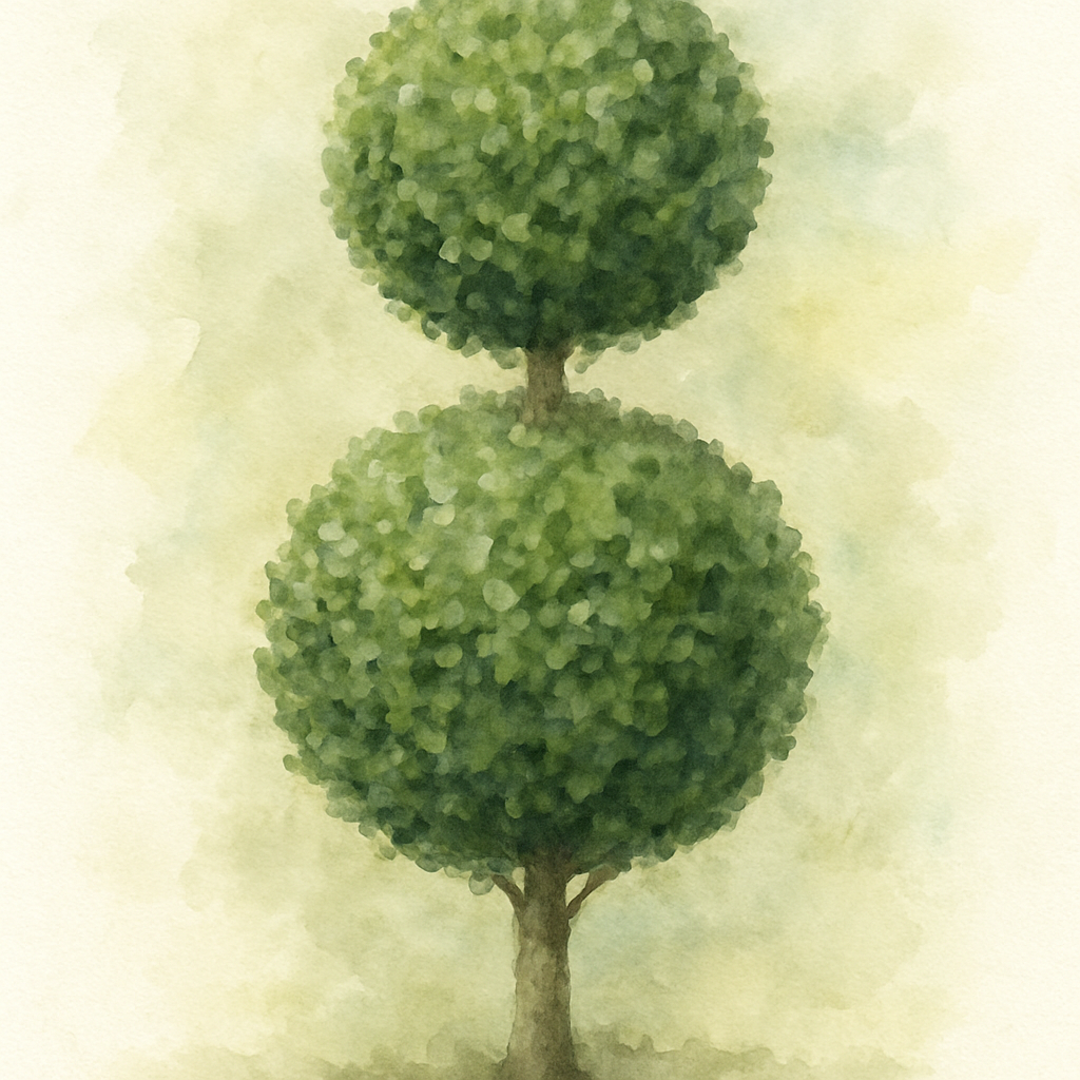 Buxus sempervirens 'Duo Ball Stack' (ball)