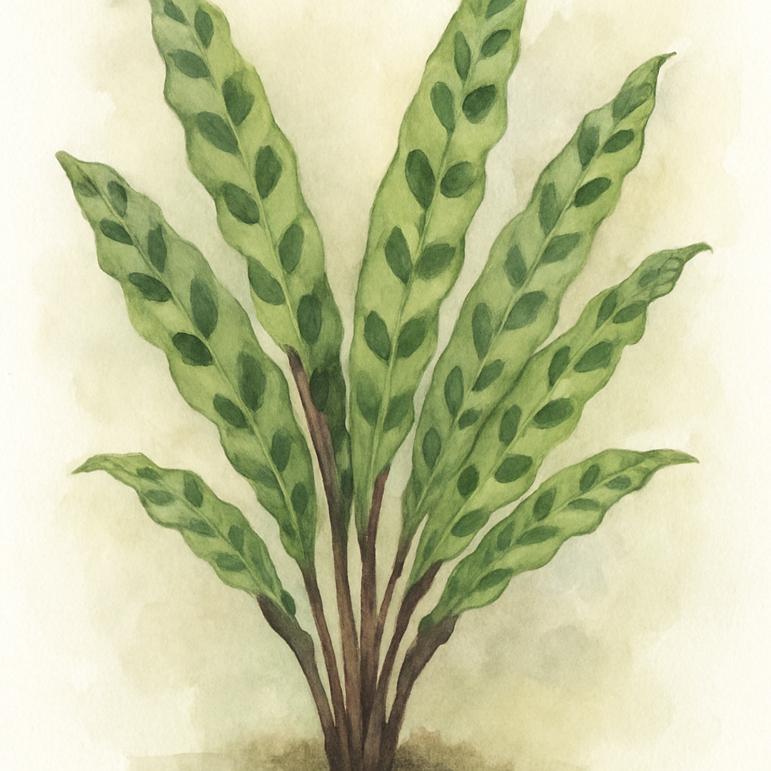 Rattlesnake Plant