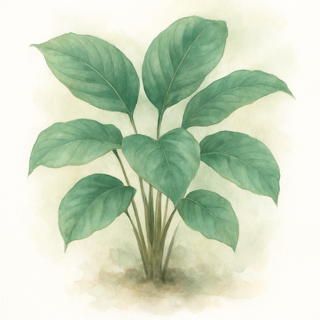 Calathea marantifolia