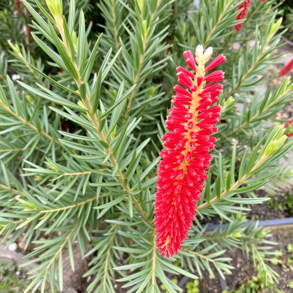 Bottlebrush