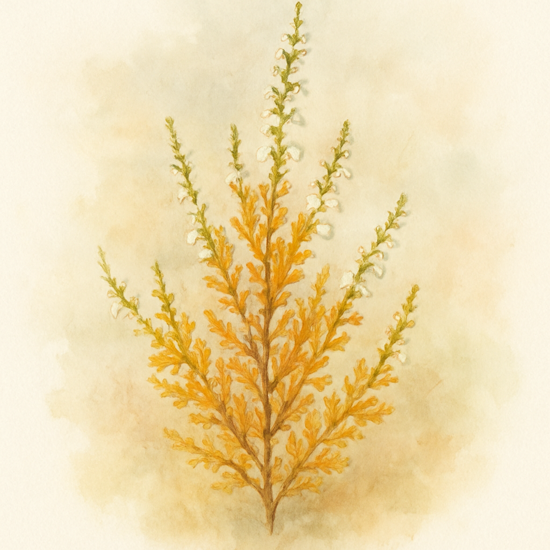Calluna vulgaris 'Hammondii Aureifolia'