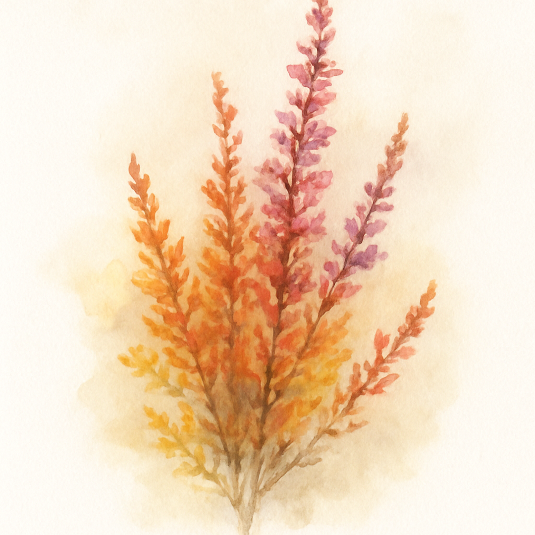 Calluna vulgaris Wickwar Flame