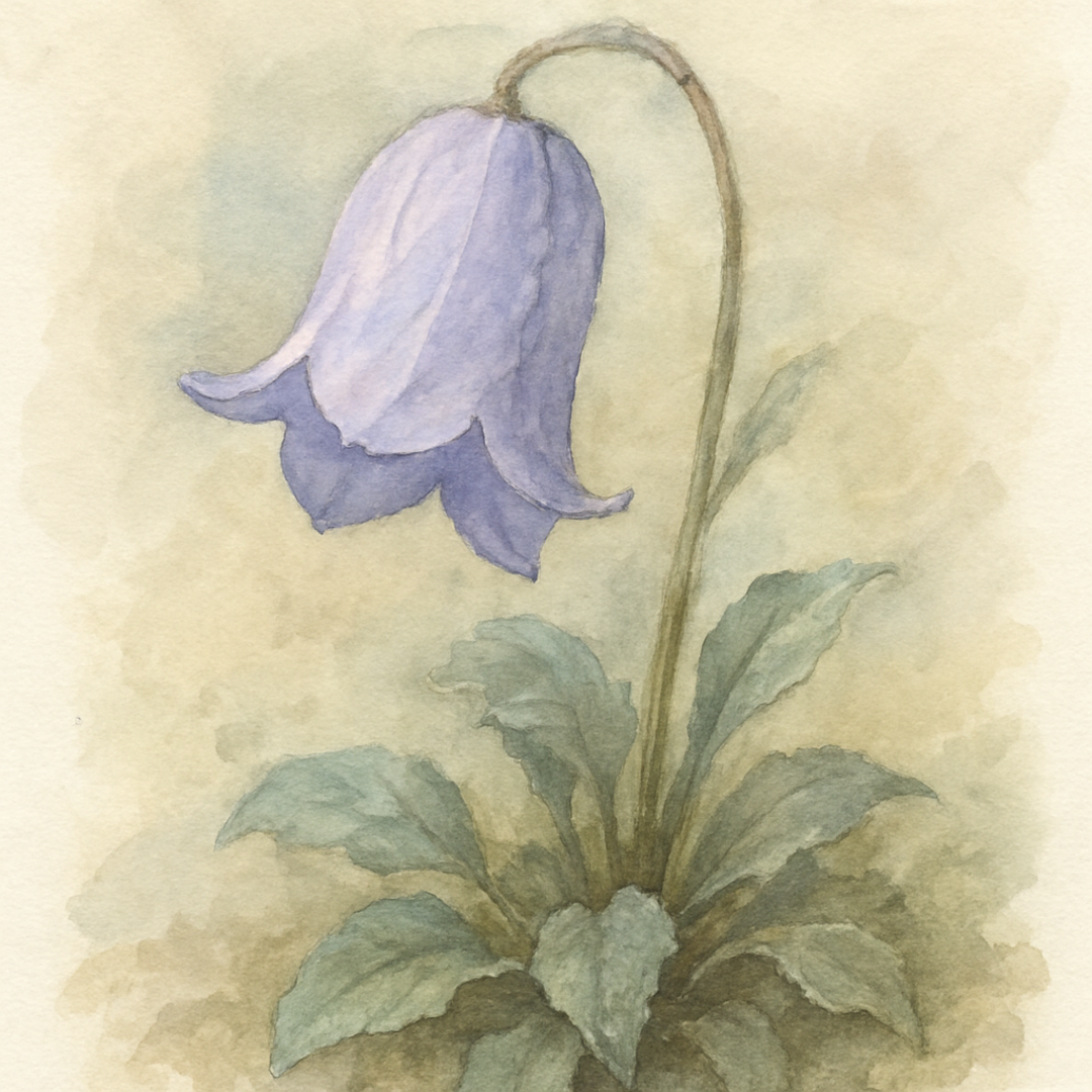 Campanula incurva