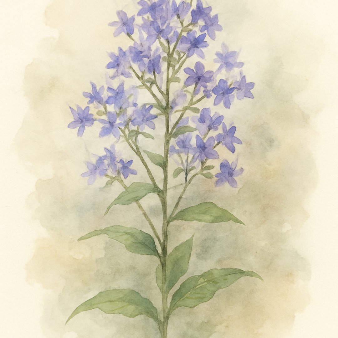 Campanula Prichards Variety