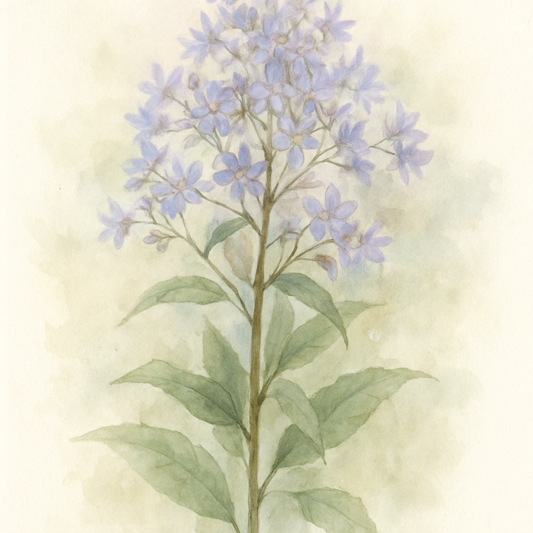 Milky Bellflower