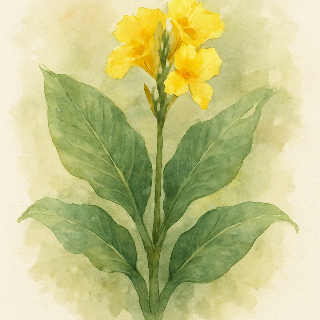 Canna 'Shinning Lemon'