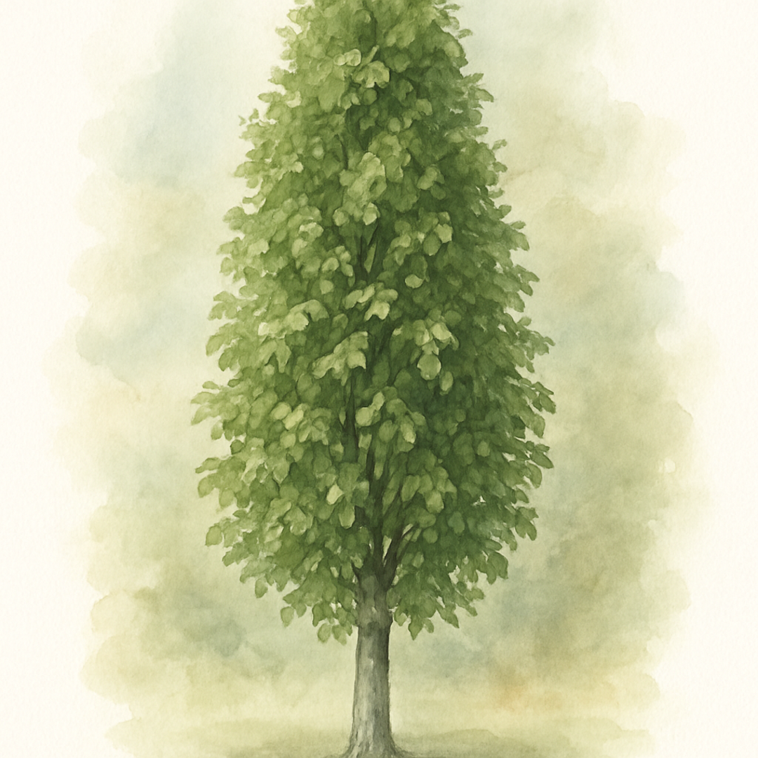 Carpinus betulus ‘Frans Fontaine’