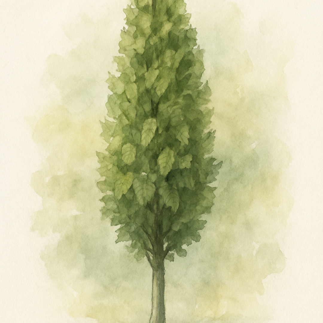 Carpinus betulus 'Frans Fontaine'