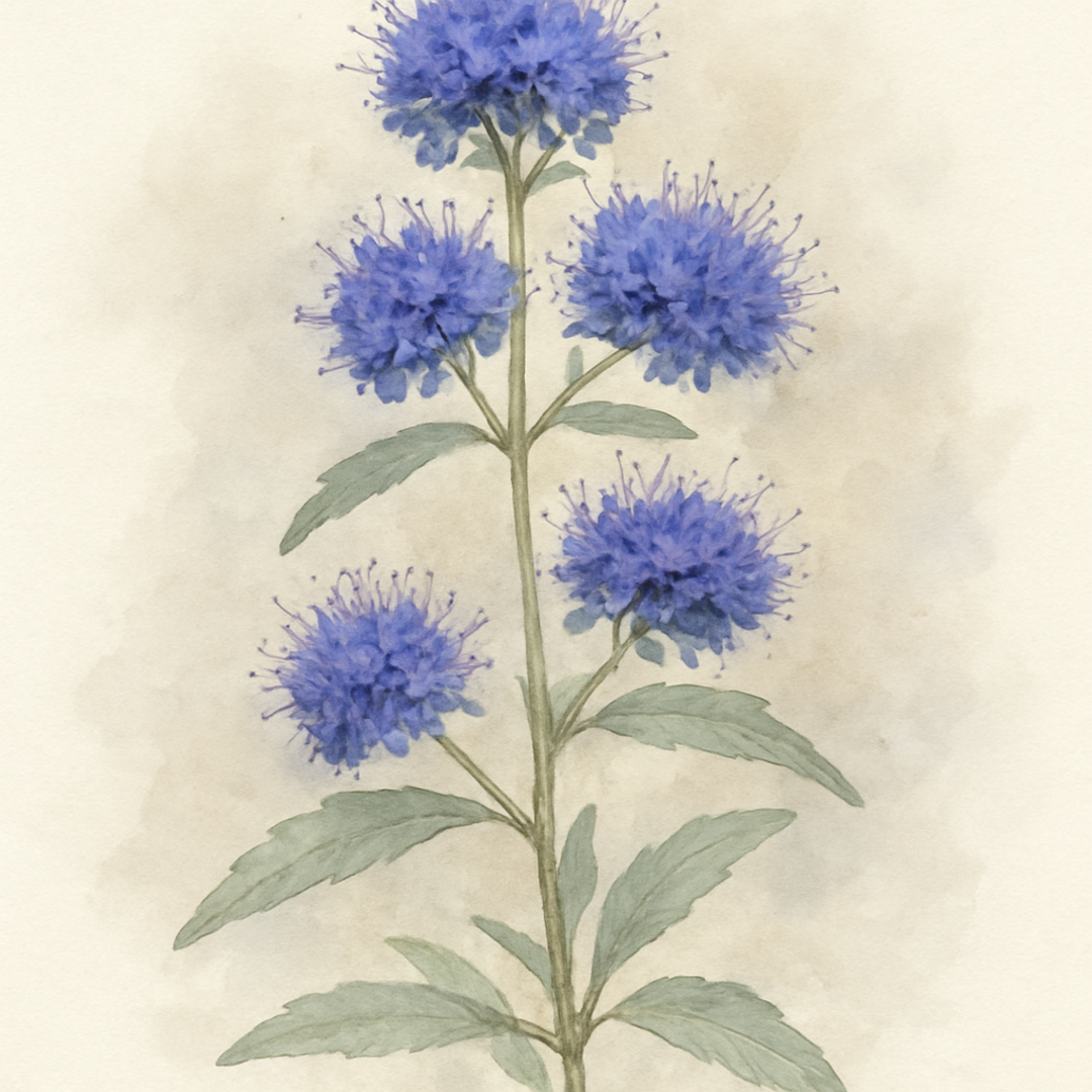 Caryopteris × clandonensis ‘Heavenly Blue’