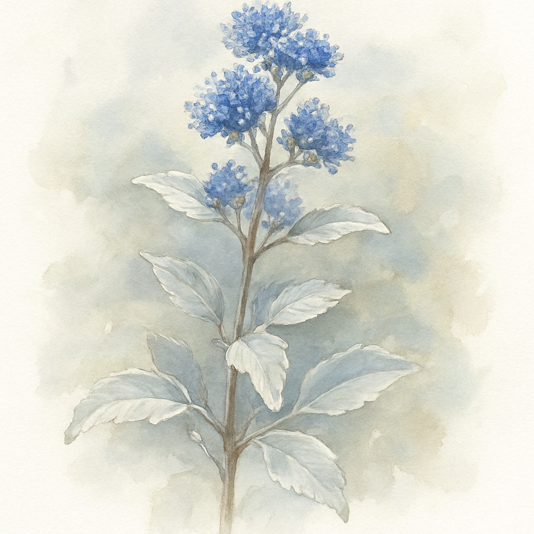 Caryopteris clandonensis Sterling Silver