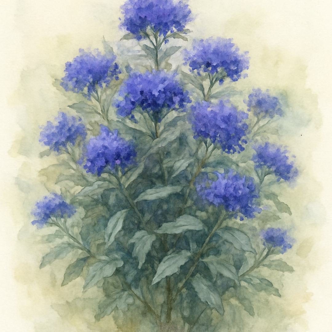 Caryopteris ‘Compact Deep Blue’ (bluebeard)