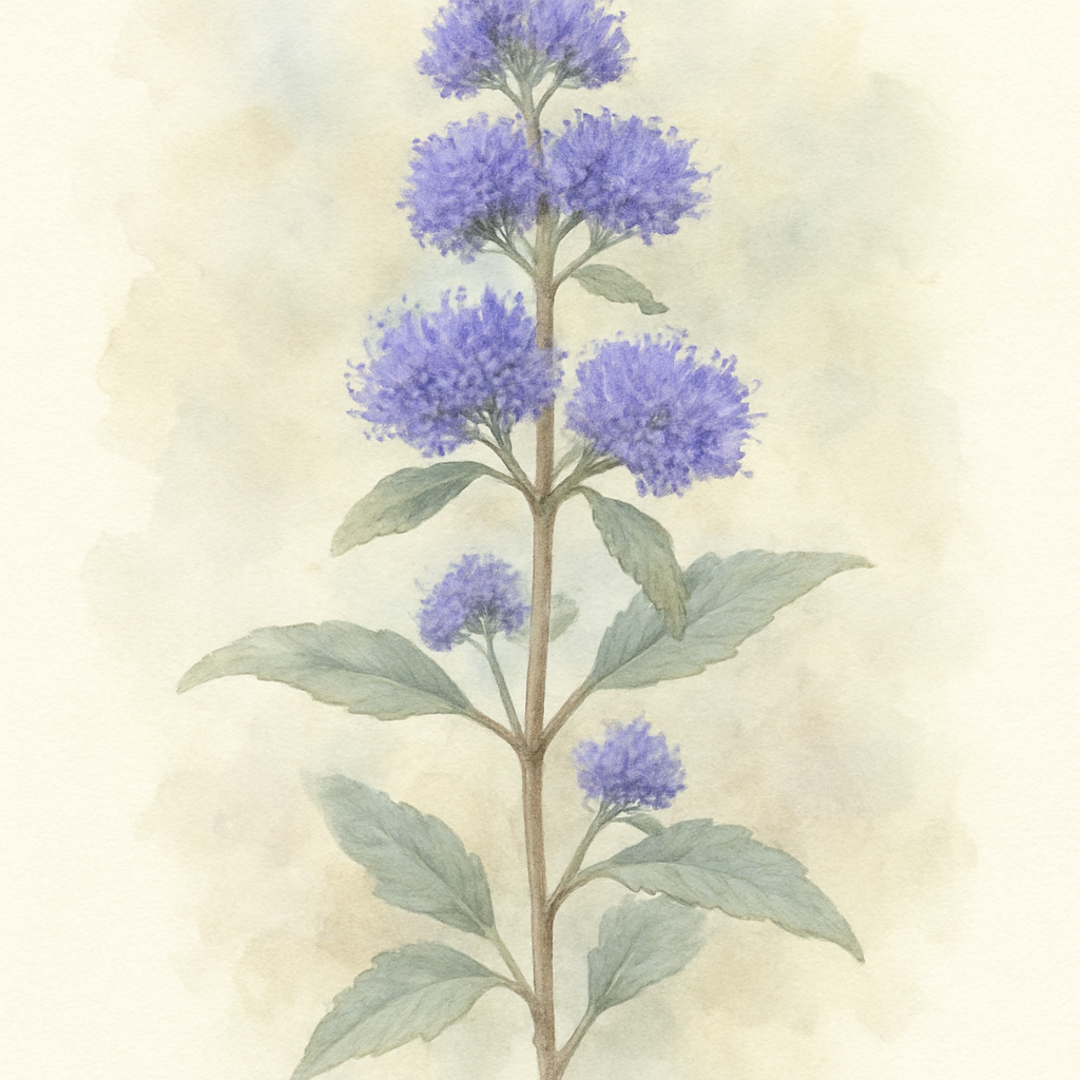 Caryopteris incana Bluebeard