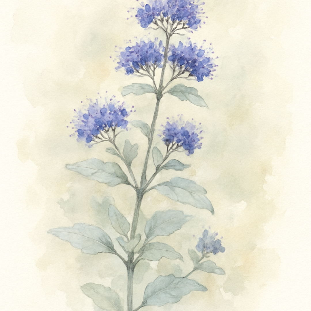 Caryopteris incana 'Jason'
